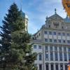 Anfang kommender Woche kommt Augsburgs Christbaum auf den Rathausplatz.