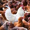 Ein mögliches Überspringen des Vogelgrippe-Virus auf den Menschen bereitet Experten Sorgen.