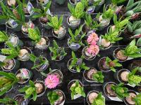 Die Gartensaison hat längst begonnen. In den Gärtnereien gibt es die verschiedensten Pflanzen zu kaufen.