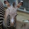 Das neue Zebrafohlen im Zoo sucht noch die Nähe zu seiner Mutter. Es hat aber auch viel Temperament. Doch Mutter Kibale ist geduldig und entspannt, auch wenn die Kleine Hunger hat.