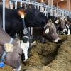Diese Kühe haben genug zu fressen und zu trinken. Ein Landwirt, bei dem das nicht der Fall war, stand jetzt vor Gericht. 