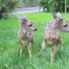 Die beiden Rehkitze Resi und Hugo lebten einige Tage in Großkötz. Nun haben sie eine neue Heimat gefunden - wieder auf Zeit.