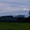 Vögel fliegen im Morgengrauen über dem Spreebogenpark vor dem Fernsehturm.