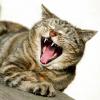Ganz schön spitze Zähne: Mit einem Katzenbiss ist nicht zu spaßen. 