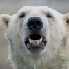 Die Menschen in der Region Arkhangelsk müssen mit einer ungewöhnlichen «Invasion» durch Eisbären leben.