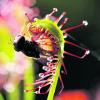 Ein vielfältiges Programm bietet am Wochenende der Botanische Garten in Ulm. Unter anderem tagt dort die Gesellschaft für fleischfressende Pflanzen. Zu diesen speziellen Gewächsen gehört beispielsweise der Mittlere Sonnentau. Foto: dpa