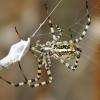 Mit ihren Spinnfäden fesseln die Tiere auch ihre Beute. Hinter dem aktuellen Phänomen steckt aber etwas anderes.