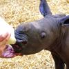 Das Nashorn-Baby Kibo wurde im Jahr 2016 im Augsburger Zoo mit der Flasche aufgezogen.