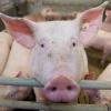Umbauten soll es in einem Ellgauer Schweinemastbetrieb geben. Die Zahl der Tiere soll aber nicht erhöht werden. 