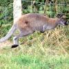 Känguru „Skippy“ ist 2015 einfach so durchs Sauerland gehüpft. 