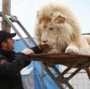 Dompteur Martin Lacey und sein weißer Löwe Baluga. Insgesamt beheimatet der Circus Krone etwa 100 Tiere. Darunter Kamele, Zebras und Elefanten.