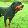 In Bibertal wird die Hundesteuer neu geregelt. Zählt ein Rottweiler als Kampfhund?