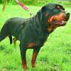 In Bibertal wird die Hundesteuer neu geregelt. Zählt ein Rottweiler als Kampfhund?