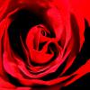 Die Rose gilt als Symbol der Liebe. Jede Woche vergibt "Der Bachelor" eine der Blumen an die Kandidatinnen. Doch ist das Liebe?