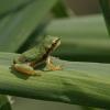 Der Laubfrosch machte zuletzt Schlagzeilen im Zusammenhang mit der geplanten Westumfahrung für Mühlhausen. Bei dem Projekt muss seine Population geschützt werden.