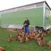 Lukas Birle mit einem mobilen Hühnerstall, den Bewohnerinnen (Bild links) und dem Ergebnis, das er kontrolliert. Wegen der anhaltenden Nachfrage denkt er über eine Produktionshalle für den beweglichen Hühnertransport nach. 