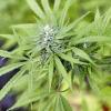 Laut dem Gesetzentwurf sollen Eigenanbau und Besitz bestimmter Mengen von Cannabis für Volljährige in Zukunft erlaubt sein.