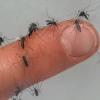 Dengue-Fieber wird durch Stechmücken übertragen.