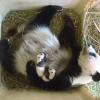 So flauschig ist der Panda-Nachwuchs im Wiener Tiergarten.