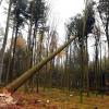 Bei Baumfällarbeiten ist eine 73-jährige Frau am Dienstag in einem Waldstück bei Haunswies ums Leben gekommen.