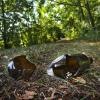 Eine zerbrochene Bierflasche liegt neben einem Wanderweg im Steigerwald. Corona verstärkt den Andrang von Besuchern auf die bayerischen Wälder.