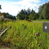 Auf den Gleisen, die vom stillgelegten Bahnhof in Markt Wald (Landkreis Unterallgäu) Richtung Türkheim fahren würden, wächst Gras. 