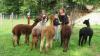  Ein Besuch bei den Alpakas von Maren Agricola in Berg bei Türkheim ist ein besonderes Erlebnis. Das Aussehen der Tiere und ihr Ruhe ausstrahlendes Wesen lassen den Besucher stets ebenfalls vom Alltag „herunterkommen“. 
