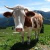 Weil er mehrere seiner Kühe erheblich leiden ließ, muss ein Allgäuer Bauer ins Gefängnis. 