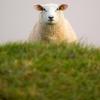 Aus einer Schafherde in Neuburg sind sechs Tiere entwendet worden