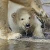 Noch ein Eisbär aus Nürnberg: Mit Mutter Vera erkundet Charlotte 2015 das Freigehege im Tiergarten.