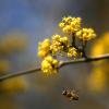 Die gelben Blüten der Kornelkirsche wirken auf Bienen wie ein Magnet.