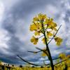 Keine guten Aussichten: Zum Wochenende soll das Wetter in der Region schlechter werden.