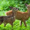 Auf Rehkitze hat es ein Wilderer im angrenzenden Landkreis Dillingen abgesehen. Der Unbekannte traf schon mindestens drei Tiere.