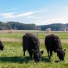 Für diese Rinder vom Almhof in Pfaffenhofen hat die Weidesaison im Thürheimer Ried bereits begonnen. Der frühe Weideauftrieb diene Zielen des Naturschutzes, informiert Projektbetreuer Lothar Kempfle von Donautal-Aktiv.  	