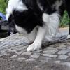 Der Border Collie schnüffelt sich bei einem Spaziergang durch sein Revier.