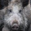 Wildschweine haben sich im Freistaat enorm vermehrt. Das liegt unter anderem an den milden und trockenen Wintern.  	