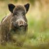 Die Wildschweine im Wittelsbacher Land machen bislang schon viele Probleme. Jetzt ist mit der Afrikanischen Schweinepest ein weiteres dazugekommen. 
