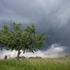 Baden-Württemberg, Stetten: Dunkle Wolken ziehen über einem Baum vorbei. 