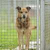 Ein Hund im Günzburger Tierheim „Arche Noah“. 	