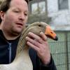 Oliver Schmidt aus Mering St. Afra züchtet Enten und Gänse. Die Steinbacher Kampfgänse sind aus der Eigenzucht. 