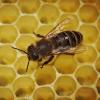 Eine Biene geht in einem Bienenstock über die mit Honig gefüllten Waben. Bei der Arzneimittelproduktion in Illertissen haben die Tiere eine wichtige Rolle gespielt. 