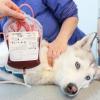 Tieren wird Blut für eine Transfusion normalerweise an der Halsvene abgenommen, etwa 20 Minuten müssen die Vierbeiner stillhalten.