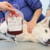 Ein Hund bekommt in einer Klinik Blut abgenommen. Das kann auch bei Tieren Leben retten. 