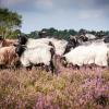 Heidschnucken in der Lüneburger Heide – auf einem gleichnamigen Wanderweg können Urlauber die Region zu Fuß erkunden. 	