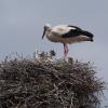 Mit der Hebebühne in luftige Höhe: Vier Eier befanden sich zum Zeitpunkt der Maßnahme im Horst. Im Herbst wird das Nest versetzt werden müssen, weitere Anpassungen an die Schornsteinhöhe werden dann nicht mehr nötig sein. 