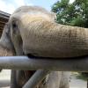 Der Zoo will ein neues Gehege für die Elefanten bauen - und hat eine abgespeckte Planung vorgelegt.