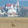 Der Feldhase ist im Landkreis wieder häufiger zu sehen. Wie hier vor dem Schloß in Gablingen.