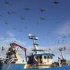 Möwen umkreisen ein Fischerboot, das in den Hafen des Fischerdorfs Howth einläuft. Die irischen Küstengemeinden fürchtet trotz der Einigung empfindliche Verluste. 