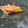 Ein herbstlich gefärbtes Blatt liegt bei Regen auf einem Autodach.