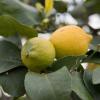 Weltweit werden etwa 100 Sorten Zitronen angebaut. 